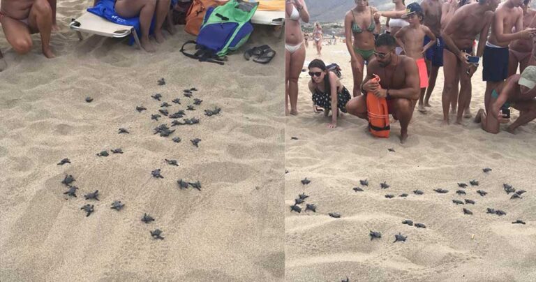 Kρήτη: Εμφανιστήκαν τα πρώτα χελωνάκια καρέτα-καρέτα στα Φαλάσαρνα