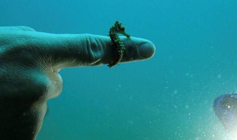 Iππόκαμπος στέκεται στο δάχτυλο δύτη στη Χαλκιδική