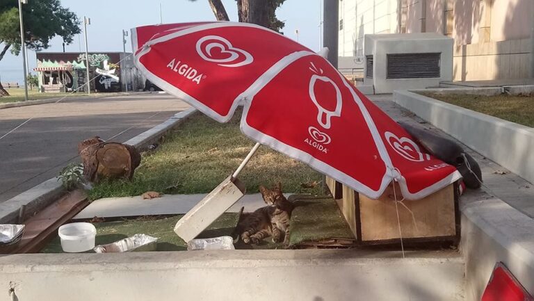 Θεσσαλονίκη: Περιπτεράς έστησε ολόκληρο “σπίτι” για τα αδέσποτα στο κέντρο