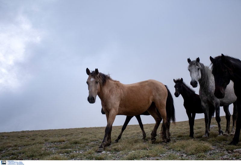 Εντυπωσιακά και πανέμορφα τα άγρια άλογα του Ολύμπου