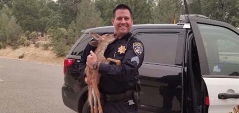 Ελαφάκι φιλά αστυνομικό που το έσωσε από τις φωτιές στην Καλιφόρνια
