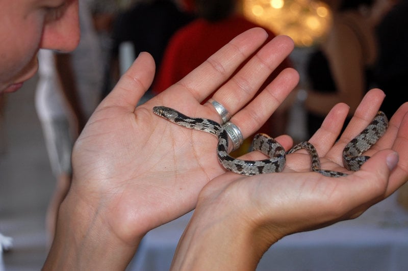 Τα φίδια της Παναγιάς, που έχουν δώσει και το όνομά τους στην Παναγία της Φιδιώτισσα, θεωρούνται ακίνδυνα και θαυματουργά