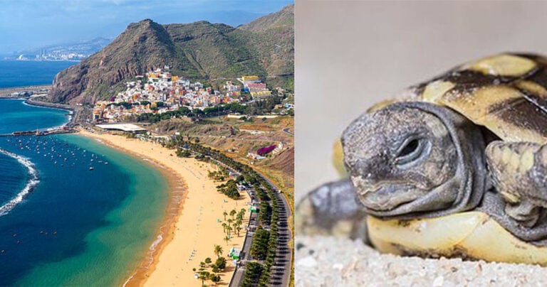 Γιατροί βρήκαν νεκρή χελώνα μέσα στον κόλπο γυναίκας στην Ισπανία