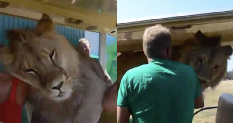 Λιοντάρι πήδηξε σε αυτοκίνητο σαφάρι γεμάτο με τουρίστες