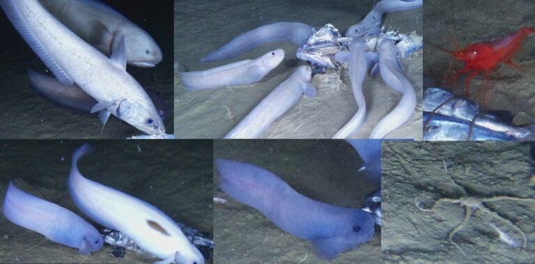 Ειρηνικός Ωκεανός: Τρία νέα ανατριχιαστικά θαλάσσια είδη ανακαλύφθηκαν κάτω από τη θάλασσα