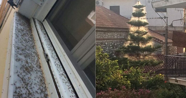 Αιτωλικό: Πέπλα αράχνης και σμήνη κουνούπιων έκαναν επίθεση μέσα στα σπίτια