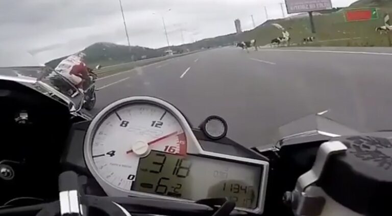 Πήγαινε με 320 χλμ την ώρα και συνάντησε αγελάδες να διασχίζουν το δρόμο
