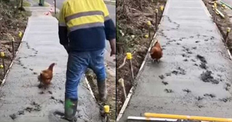 Κότα το σκάει, τρέχει πάνω σε υγρό τσιμέντο και προκαλεί χάος