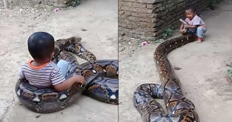 Ινδονησία: Άφησαν μικρό αγόρι να παίξει με έναν τεράστιο πύθωνα