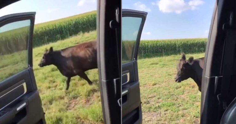 Αυτό είναι σίγουρα το καλύτερο «kiki challenge»