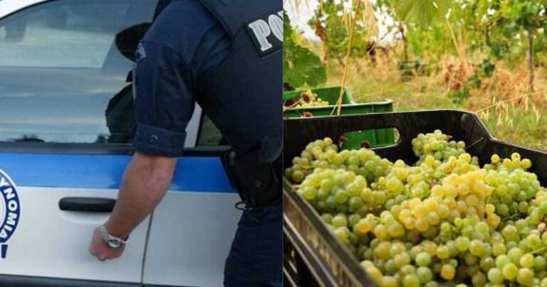 Πιερία: Αλλοδαποί  ξυλοκόπησαν κτηματία που τους έπιασε να κλέβουν σταφύλια