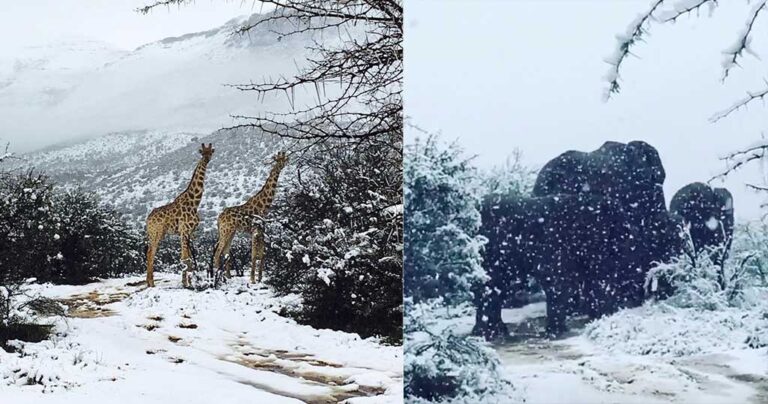 Στα λευκά η Νότια Αφρική: Ελέφαντες και καμηλοπαρδάλεις μέσα στο χιόνι