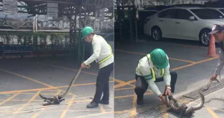 Έσωσαν γατάκι από θανατηφόρο πύθωνα που θα το σκότωνε