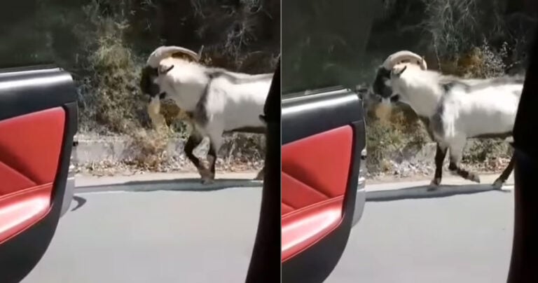 Τράγος στην Κρήτη έκανε kiki challenge
