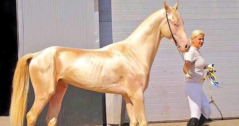 Σπάνιο άλογο μοιάζει σαν να είναι καλυμμένο με χρυσάφι και το αποκαλούν «ωραιότερο στον κόσμο»