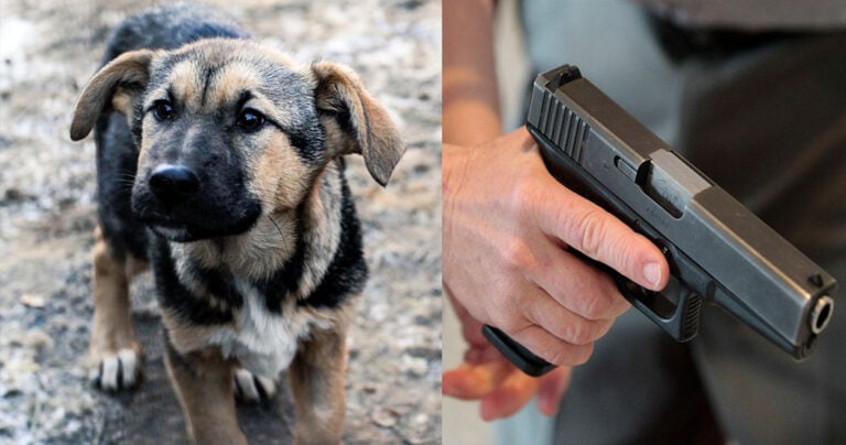 Ραφήνα: Μανιακός σκοτώνει σκύλους πυροβολώντας τους στο κεφάλι