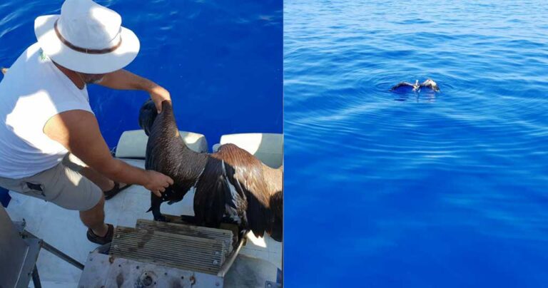 Ρέθυμνο: Kαπετάνιος έσωσε τραυματισμένο γύπα από βέβαιο θάνατο