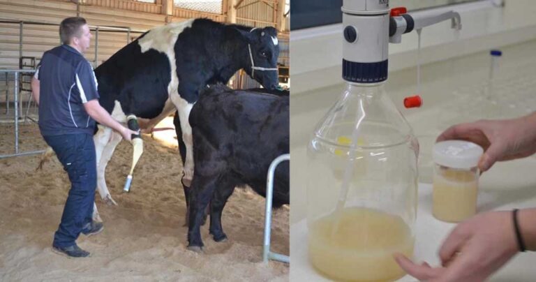 Άντρας μιλάει για την δουλειά του που είναι να συλλέγει καθημερινά σπέρμα ταύρου