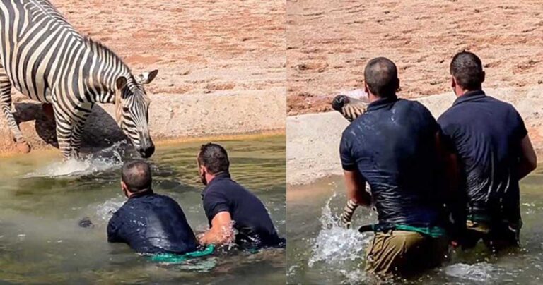 Υπάλληλοι σώζουν νεογέννητη ζέβρα που πνίγεται σε μια τρύπα με νερό