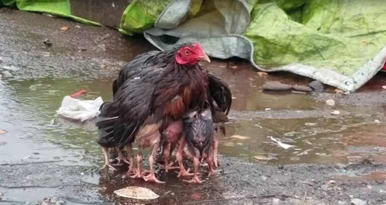 Η μητέρα της χρονιάς είναι μια κότα -To συγκινητικό βίντεο που σάρωσε στο Ίντερνετ
