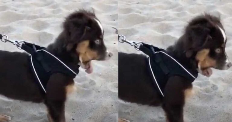 Σκύλος έφαγε άμμο σε παραλία και το μετανιώνει αυτομάτως