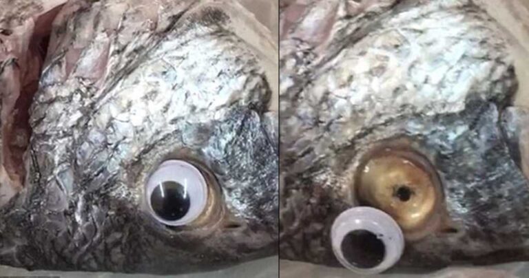 Ιδιοκτήτης εστιατορίου κολλούσε ψεύτικα πλαστικά μάτια στα ψάρια για να φαίνονται φρέσκα