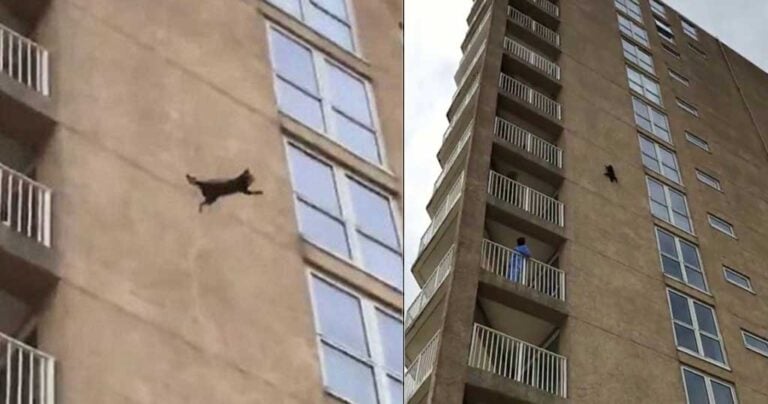 Ρακούν πήδηξε από 9ο όροφο κτιρίου και έζησε