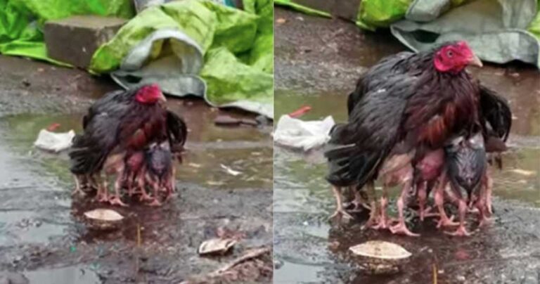 Kότα ανοίγει τα φτερά της για να προστατεύσει τα μωρά της από την βροχή