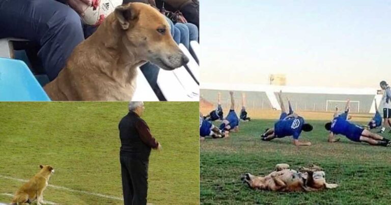 Aδέσποτη σκυλίτσα έγινε βοηθός προπονητή σε ομάδα της Παραγουάης
