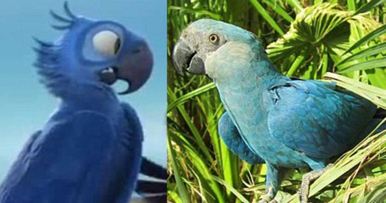 Ο μπλε παπαγάλος που ενέπνευσε την ταινία Ρίο εξαφανίστηκε επίσημα ως είδος