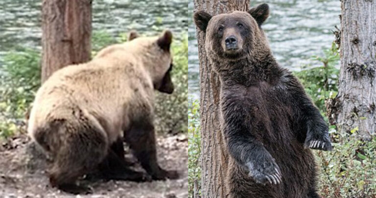 Καφέ αρκούδα ξύνει την πλάτη της στον κορμό ενός δέντρου κάνοντας «τουέρκ»