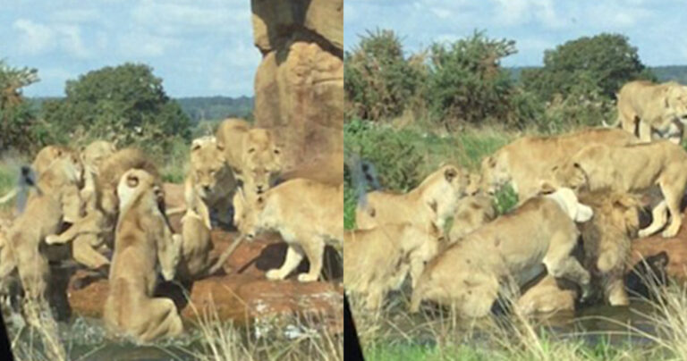 9 λιονταρίνες επιτέθηκαν στον αρχηγό της αγέλης τους για να τον σκοτώσουν