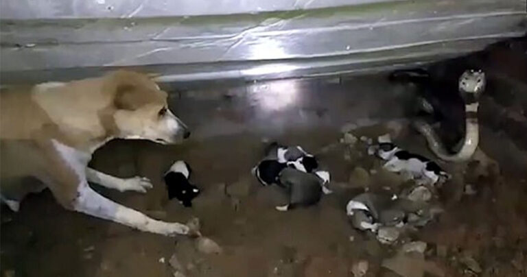 Γενναία σκυλίτσα προσπάθησε να διώξει μια κόμπρα που σκότωσε 2 από τα κουταβάκια της