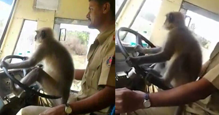 Οδηγός άφησε μαϊμού να οδηγήσει λεωφορείο γεμάτο επιβάτες σε πολυσύχναστο δρόμο
