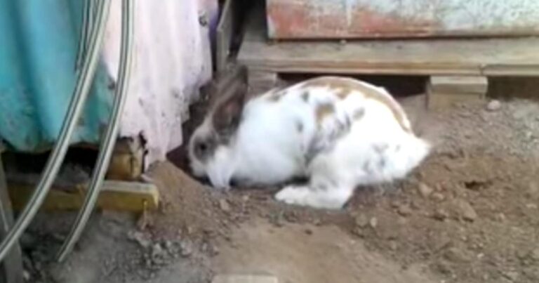 Κουνελάκι σκάβει και απεγκλωβίζει γατάκι που κόλλησε κάτω από το έδαφος