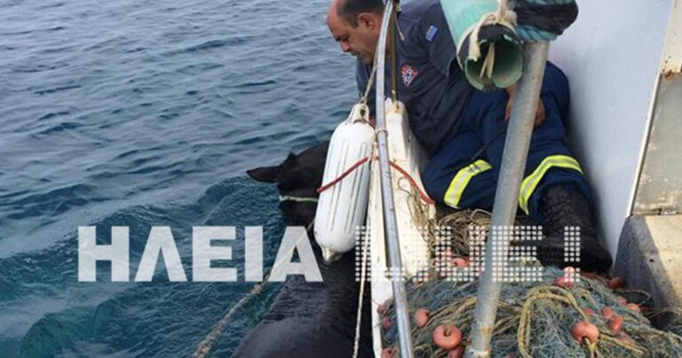 Ηλεία: Άλογο που κολυμπούσε για μέρες μέσα στη θάλασσα σώθηκε από ψαρά