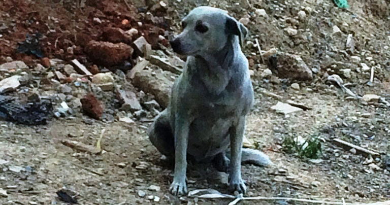 Έβαψαν σκυλίτσα με μπλε μπογιά στην Κρήτη