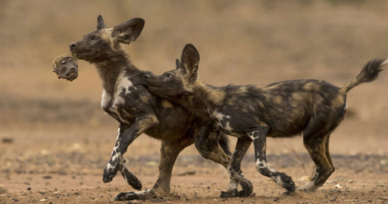 Οι καλύτερες φωτογραφίες άγριας ζωής για το 2018