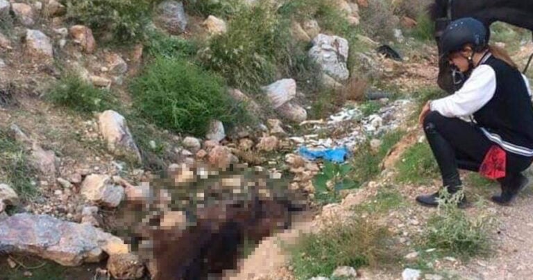 Νεκρό άλογο βρίσκεται πεταμένο στο Κορωπί από τον Αύγουστο