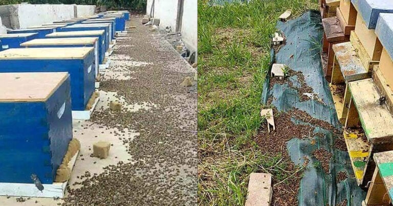 Xιλιάδες μέλισσες νεκρές, επηρεασμένες από τη χρήση φυτοφαρμάκων στη χώρα μας