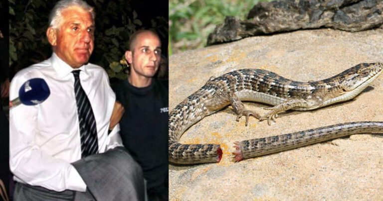 Μην τρώτε το σανό της προφυλάκισης του Παπαντωνίου – Πρόκειται για τη μέθοδο της ουράς της σαύρας