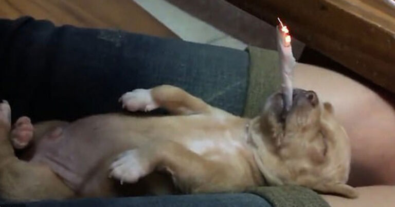 Έβαλαν με το ζόρι αναμμένο τσιγάρο στο στόμα κουταβιού για να διασκεδάσουν