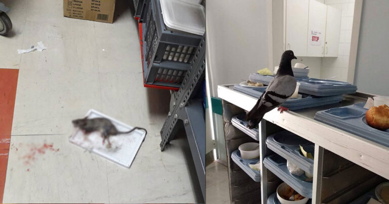 Ελληνικά νοσοκομεία: Ποντίκια στο νοσοκομείο Μυτιλήνης και περιστέρια στον Ερυθρό Σταυρό