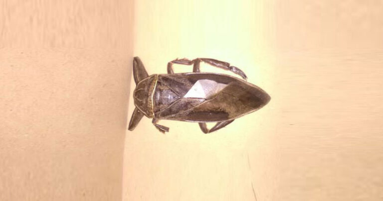 Σπάνιο σαρκοφάγο έντομο εμφανίστηκε στη Λαμία