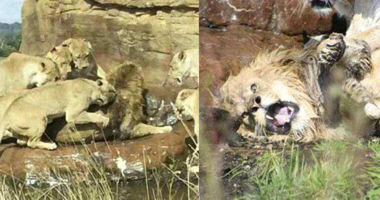 Αγέλη από λιονταρίνες επιτέθηκε σε αρσενικό λιοντάρι μπροστά σε σοκαρισμένους τουρίστες