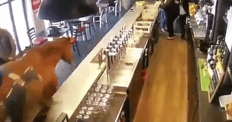 Άλογο μπούκαρε σε μπαρ και προκάλεσε πανικό στους πελάτες