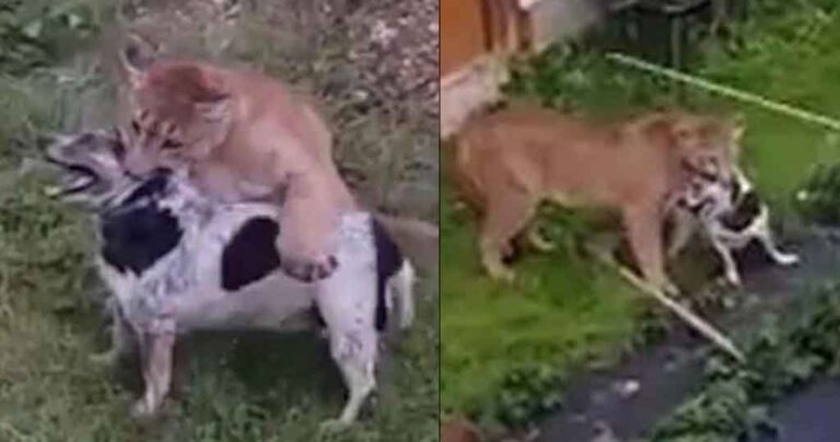 Πούμα δραπέτευσε και κρατούσε σκύλο από τον λαιμό για 8 λεπτά