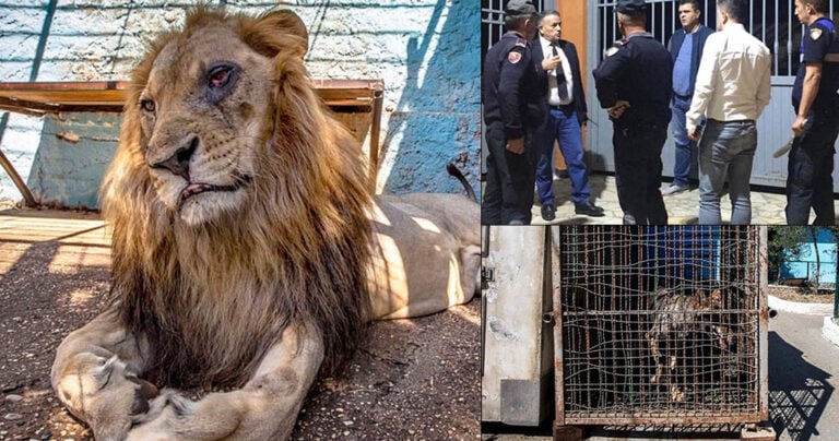 Διασώθηκαν όλα τα ζώα από τον ζωολογικό κήπο «κολαστήριο» στην Αλβανία