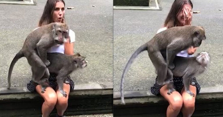 Μαϊμούδες έκαναν σεξ πάνω στα πόδια μιας τουρίστριας στην Ινδονησία
