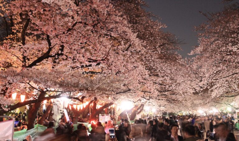 Οι διάσημες κερασιές της Ιαπωνίας άνθισαν 5 μήνες νωρίτερα